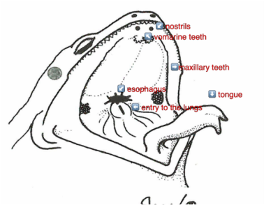 Diagram Of Frog Mouth 98